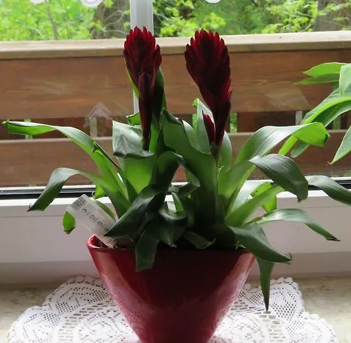 Apartmán Stollenklause *