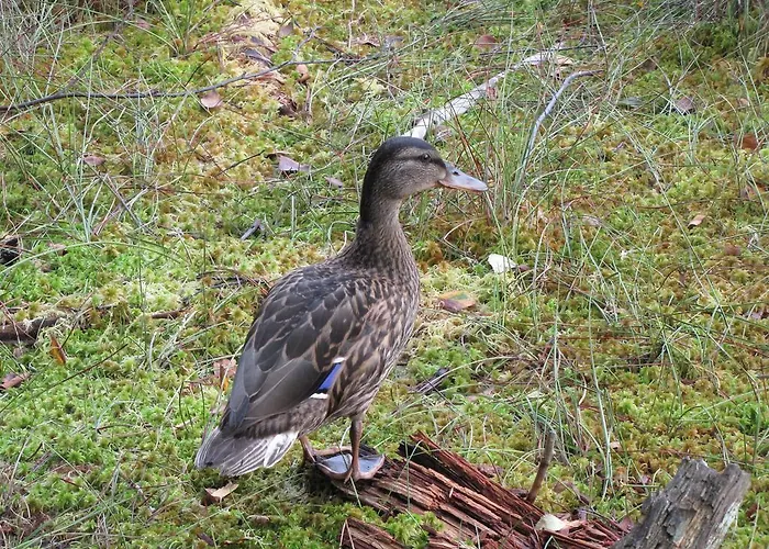 Apartmán Stollenklause *